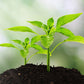 🌱 🔥 3 az 1-ben talajelemző mutatós kijelzővel 🌿